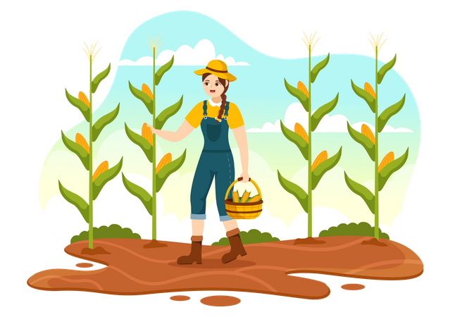 Harvest Season  Illustration