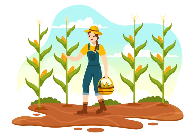 Harvest Season  Illustration