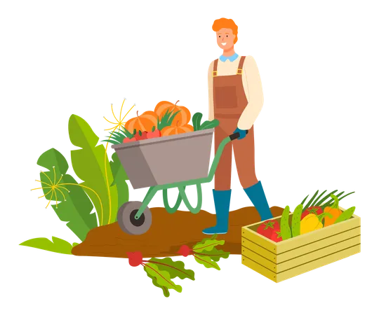 Plantation Of Carrots And Beetroots Vector Harvesting Man With Carriage Wooden Box With Pepper And Cabbage Pumpkins In Metal Cart Pushed By Male Illustration