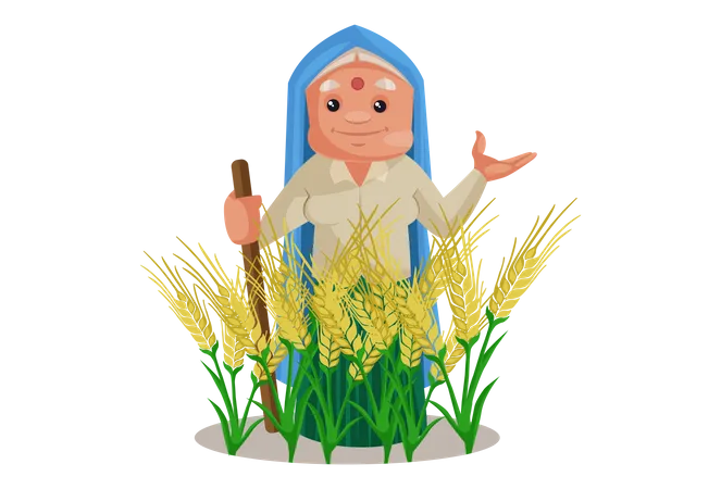 Haryanvi Woman in wheat crop agricultural land Illustration