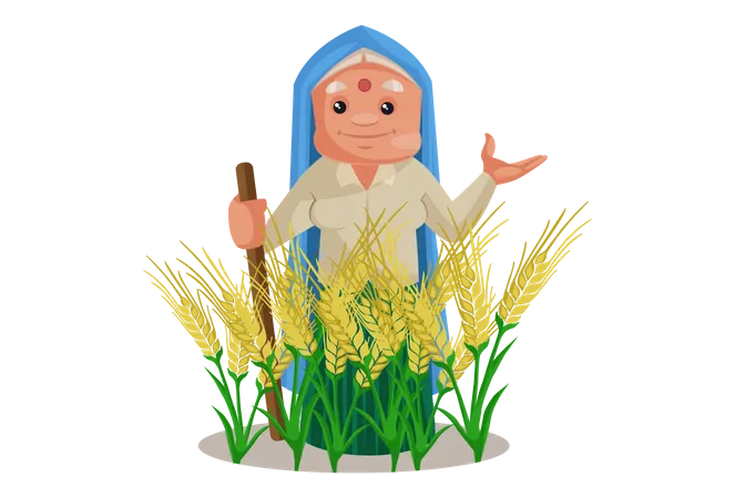 Haryanvi Woman in wheat crop agricultural land  Illustration