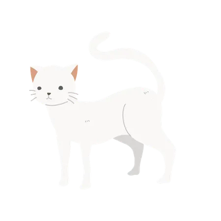 Hauskatze  Illustration