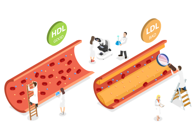 HDL- und LDL-Cholesterin  Illustration