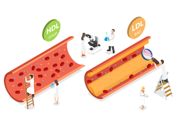 HDL Vs LDL Cholesterol Illustration