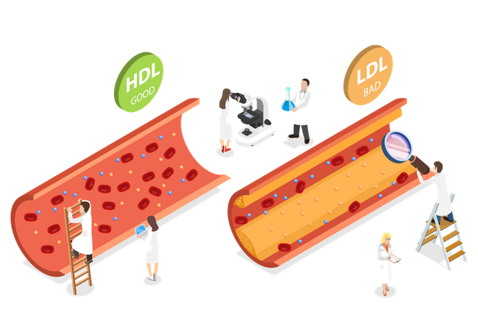 HDL Vs LDL Cholesterol  Illustration