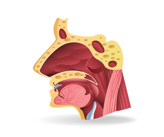 Head Section  Illustration