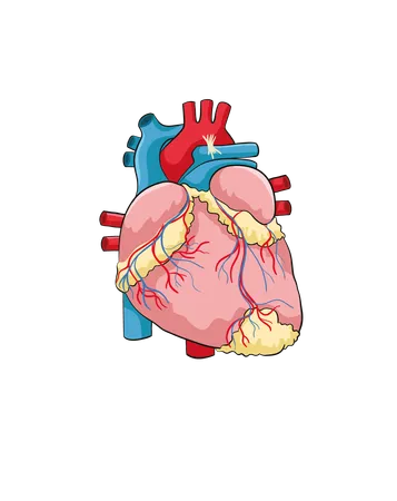 Heart  Illustration