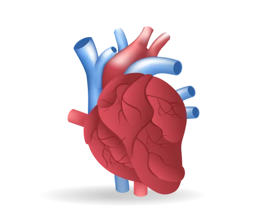 Heart  Illustration