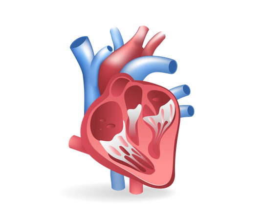 Heart  Illustration