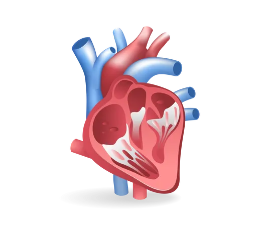 Heart  Illustration