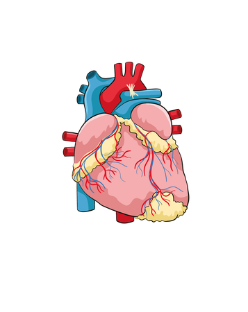 Heart  Illustration