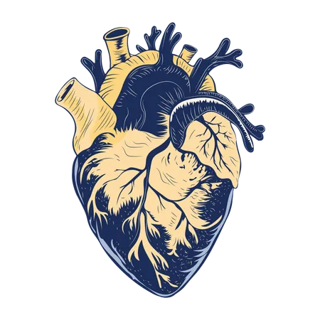 Heart Valve  Illustration