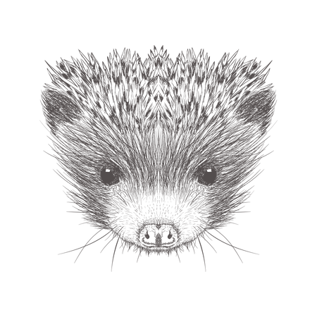 Hedgehog  Illustration