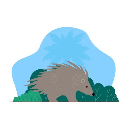 Hedgehog Illustration