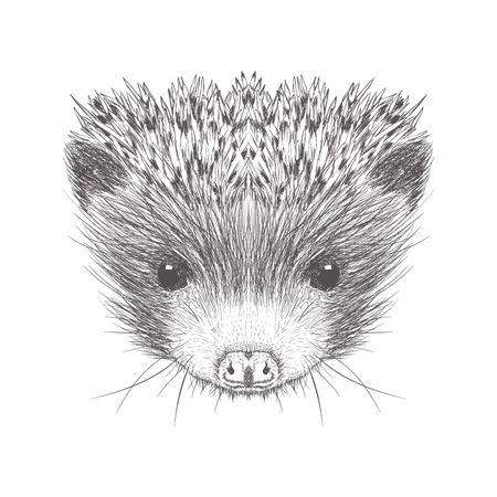 Hedgehog  Illustration