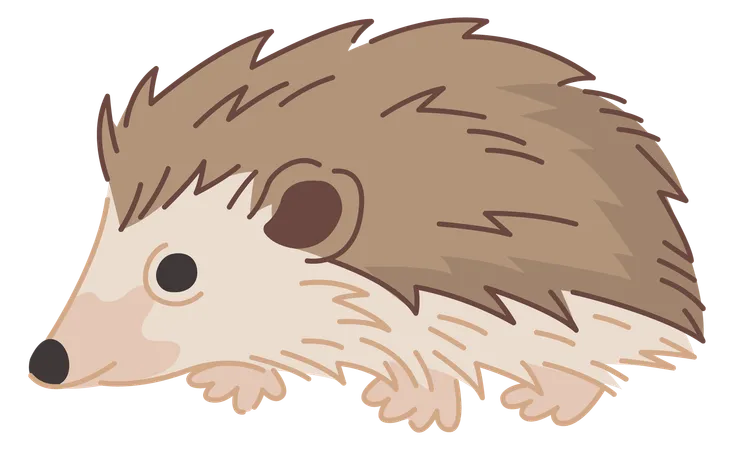 Hedgehog  Illustration