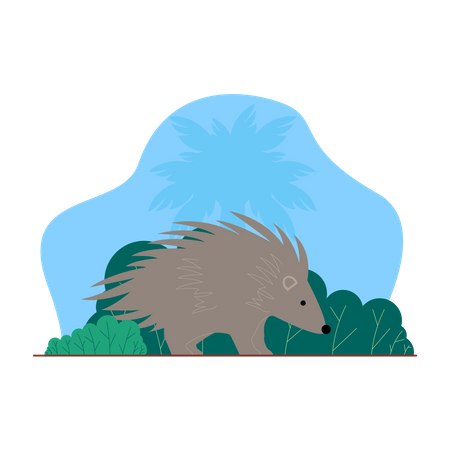 Hedgehog  Illustration