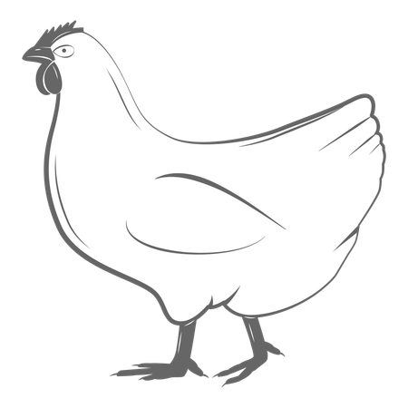 Hen  Illustration