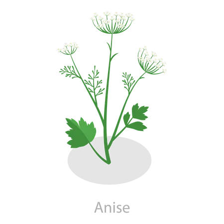 Herbes médicinales  Illustration