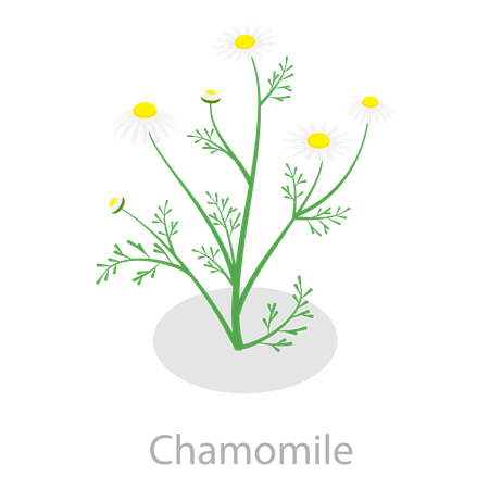 Herbes médicinales  Illustration