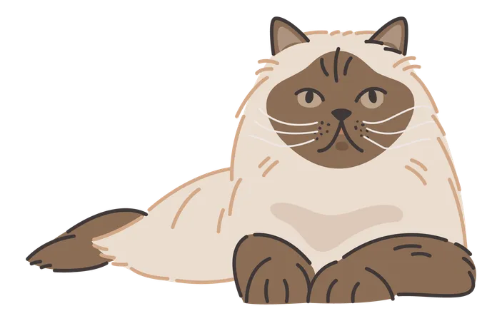 Himalayan cat cat  Illustration
