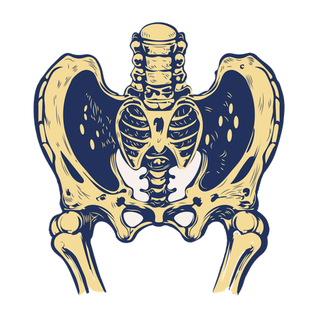 Hip Joint  Illustration