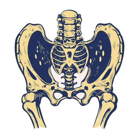 Hip Joint  Illustration