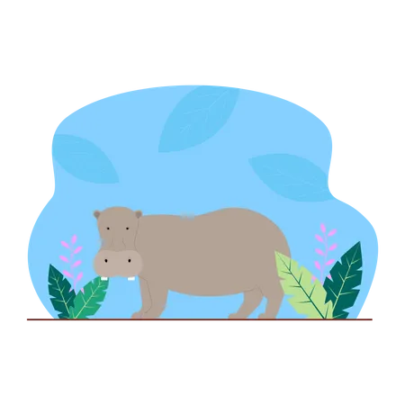 Hippo  Illustration