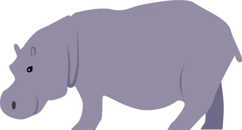 Hippo  Illustration