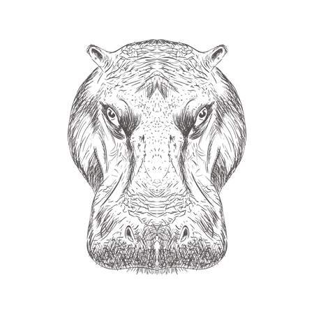 Hippopotamus Head  Illustration