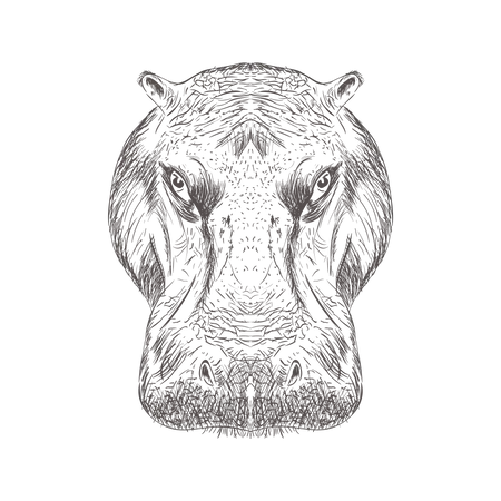 Hippopotamus Head  Illustration