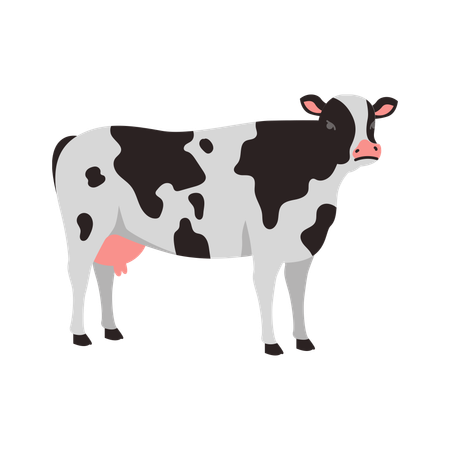 Holstein Cow  Illustration