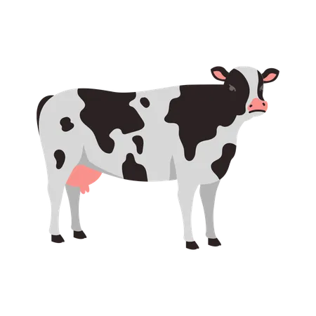 A Simple Flat Illustration Of A Holstein Cow On A Plain White Background Illustration