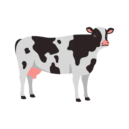 Holstein Cow  Illustration