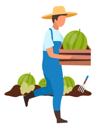 Agricultor cosecha sandía  Ilustración