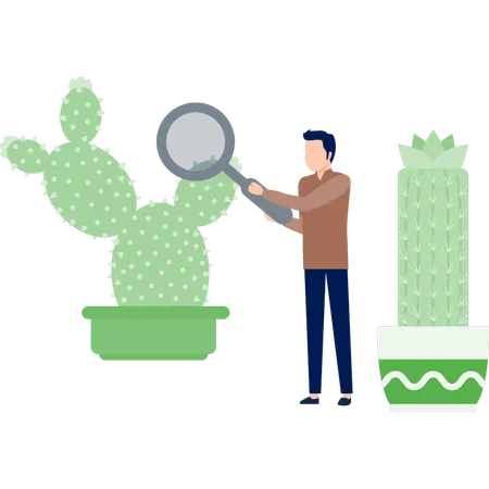 Hombre buscando un árbol de cactus con lupa  Ilustración