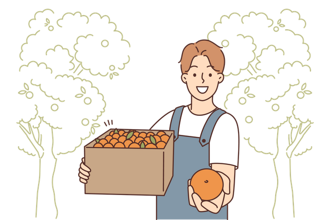 Hombre cosechando naranjas frescas  Ilustración