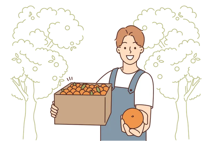 Hombre cosechando naranjas frescas  Ilustración