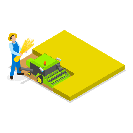 Hombre cosechando trigo en la granja mientras observa el proceso de fabricación del trigo  Ilustración