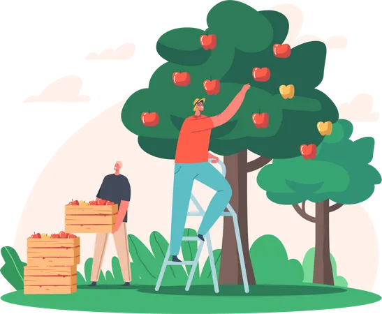 Hombre cultivando manzanas y recogiendo manzanas frescas  Ilustración