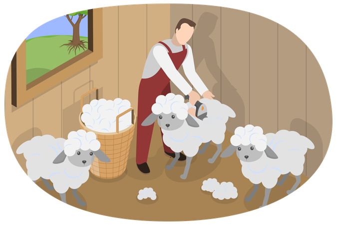 Hombre esquilando ovejas  Ilustración