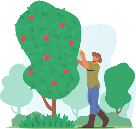 Hombre granjero recoger manzanas  Ilustración