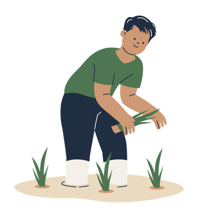 Hombre plantando campos de arroz  Ilustración