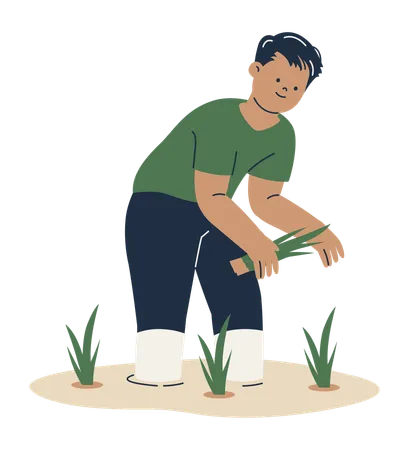 Hombre plantando campos de arroz  Ilustración