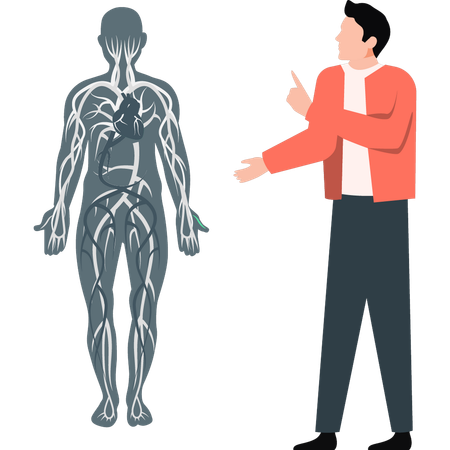 Hombre señalando las venas del cuerpo humano  Ilustración