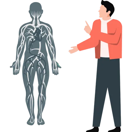 Hombre señalando las venas del cuerpo humano  Ilustración