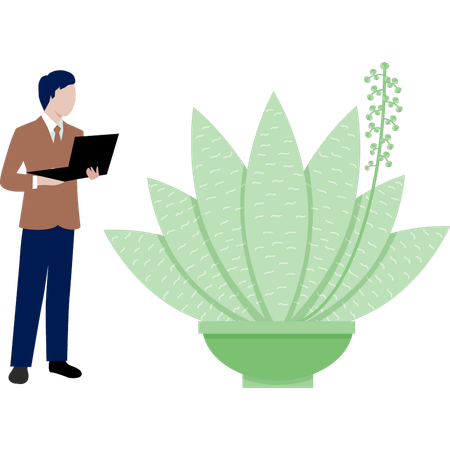 Hombre viendo la planta Haworthia  Ilustración