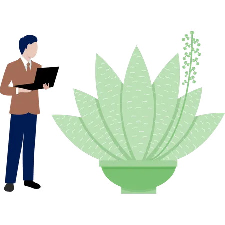 Hombre viendo la planta Haworthia  Ilustración