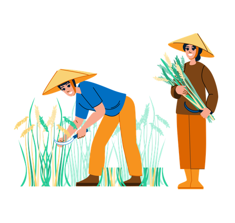 Agricultor y campesina cosechando arroz  Ilustración