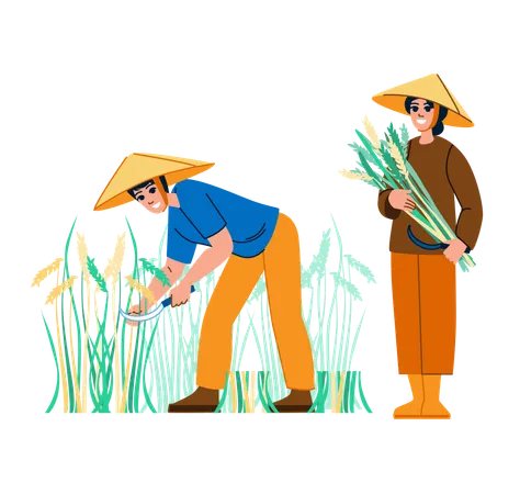 Agricultor y campesina cosechando arroz  Ilustración